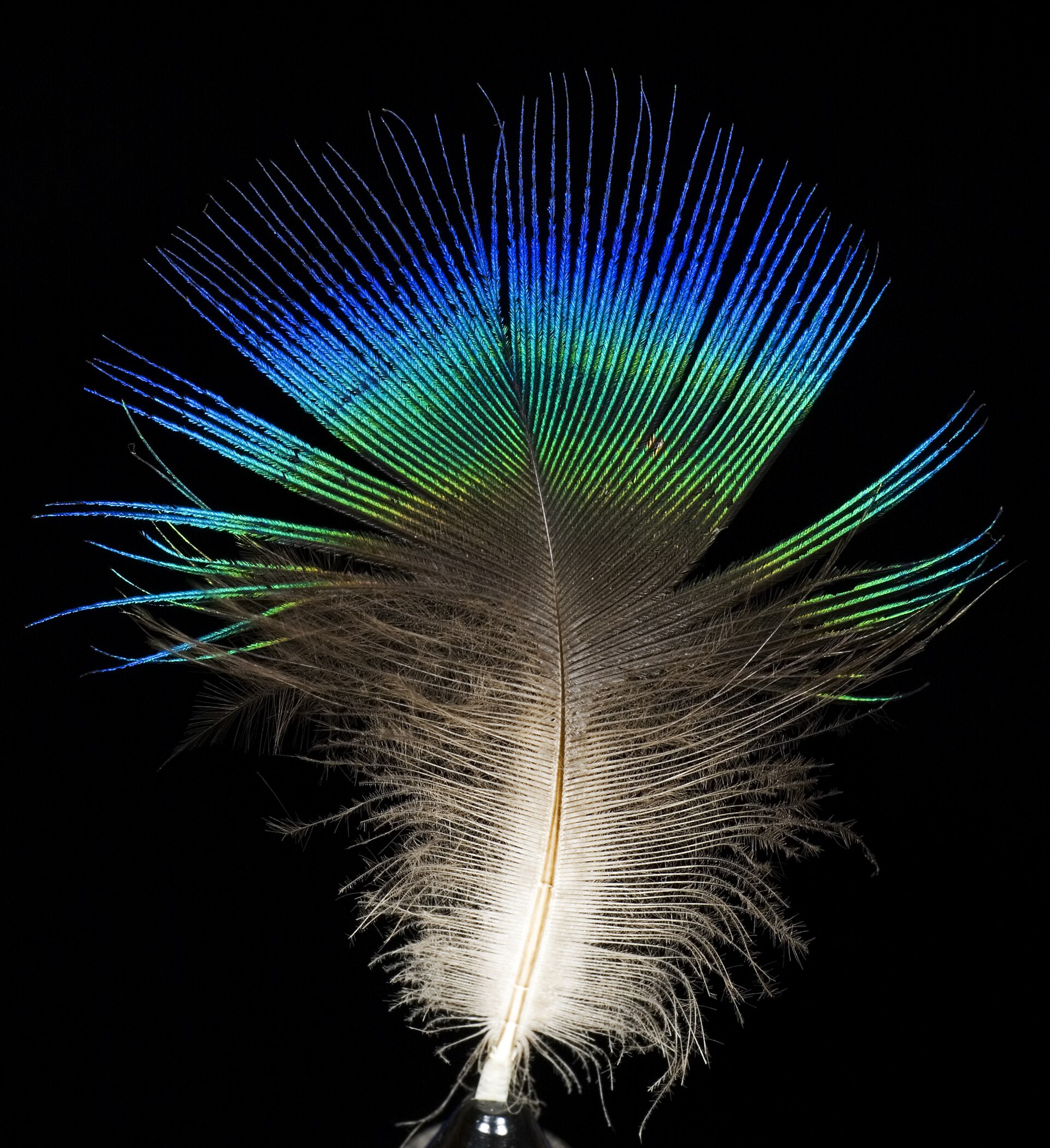 Imagem de referência relacionada a Horse Feathers, item descrito como filme de 1932 dirigido por Norman Z. McLeod